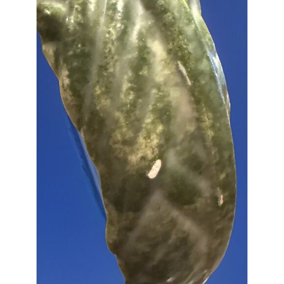 Vintage CB Pitcher Asparagus Shaped Italian Majolica Vase Signed 8" Cottagecore - Picture 11 of 13